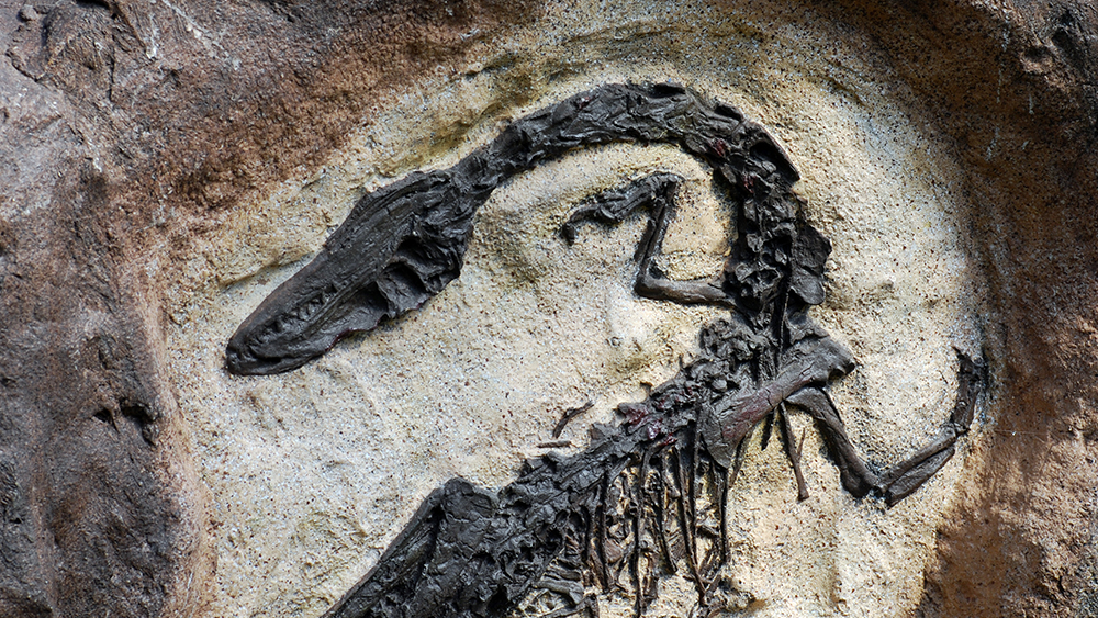 EightyFive Reports of Biological Remnants in Fossils The Institute